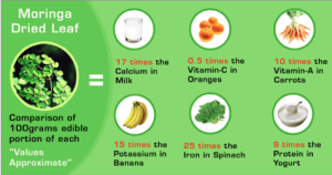 Moringa is highly nutritional;. Moringa leaves can be used fresh in salads or dried and powdered. The powdered Moringa is commonly used in soups, sauces and drinks. The nutritional value of 100 grams is shown on the left. In addition it supplies all of the known amino acids essential for healthy bones and teeth. Additionally, it has many other uses, which follow, as well. uses as well 